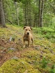 Plant Dog Plant community Tree Carnivore